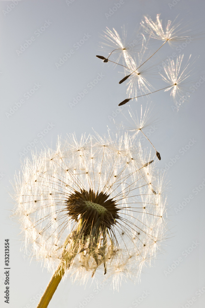 Dandelion