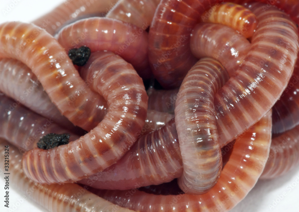 Worms