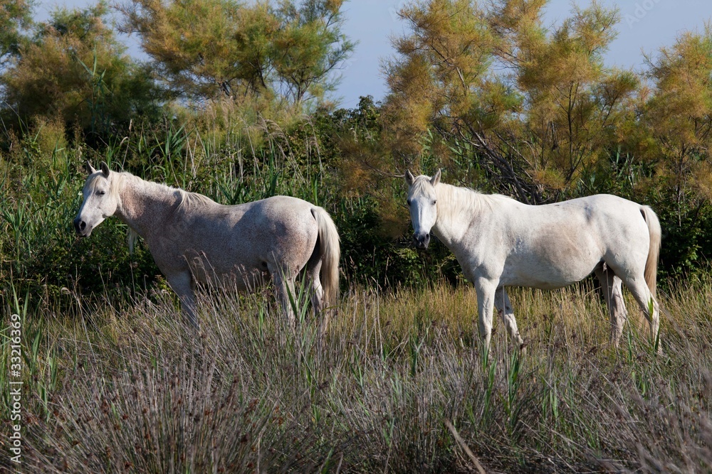 Obraz premium Camargue Pferde