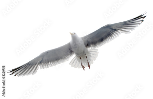 Isolated seagull on the white background