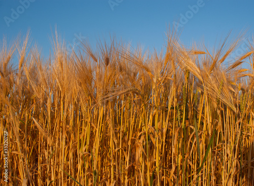Wheat ear against blue sky