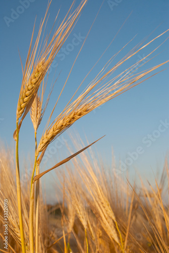 Obraz na płótnie Wheat ear against blue sky w salonie