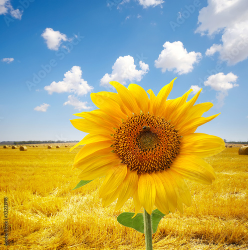 sunflower in field