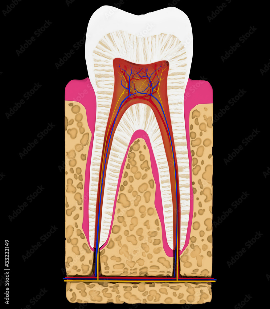Dental medicine: Tooth cut or section isolated Dental medicine: Tooth cut or section isolated