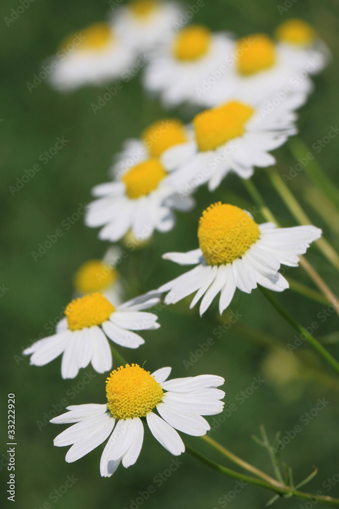 Obraz premium Kamille-21661b1