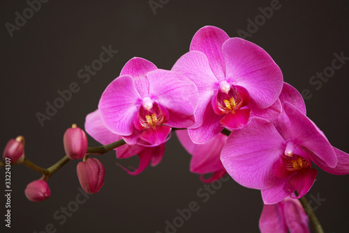 Pink orchid with buds