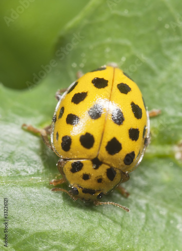 22-spot ladybird sitting on leaf
