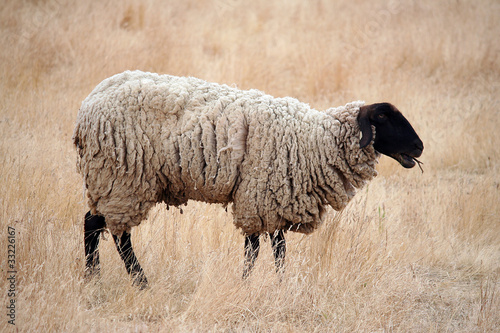 Black Headed Sheep