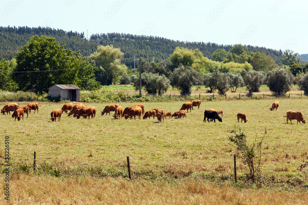 Cows grazing on a farm, in Portugal,  against woods and sky