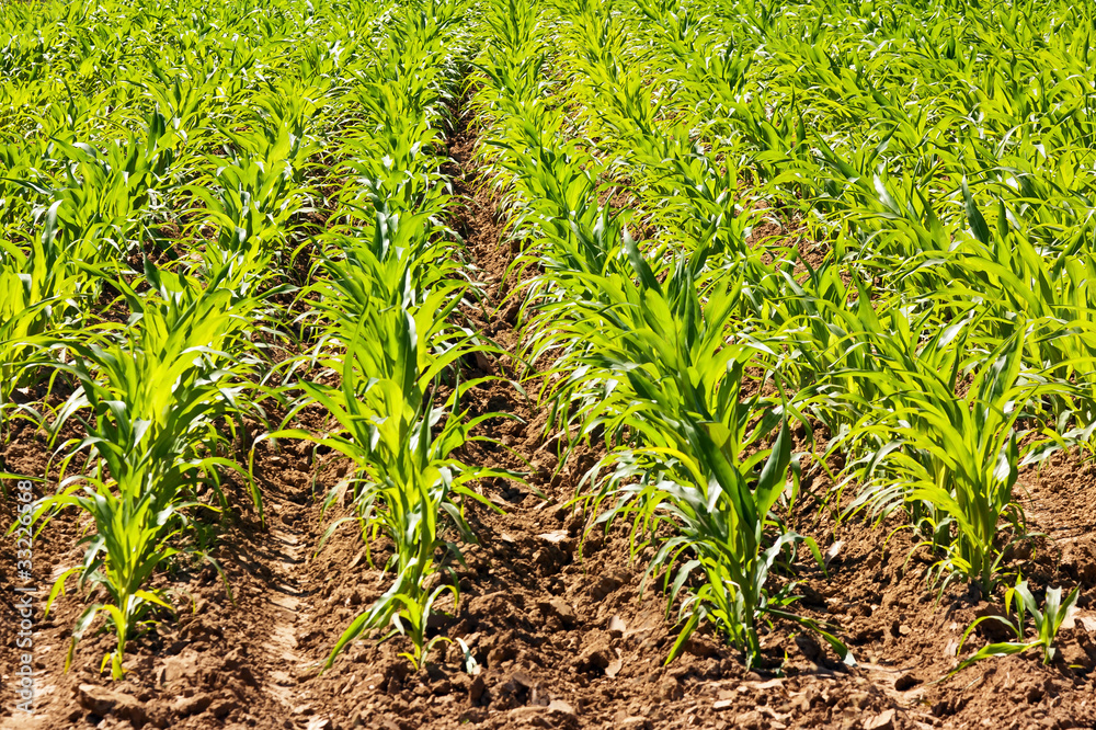 Growing vegetables in rows on a vegetable garden Growing vegetables in rows on a vegetable garden