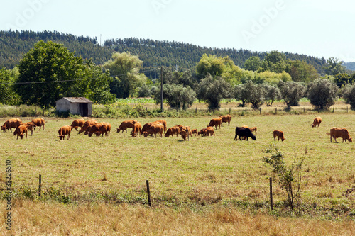 Cows grazing on a farm, in Portugal, against woods and sky