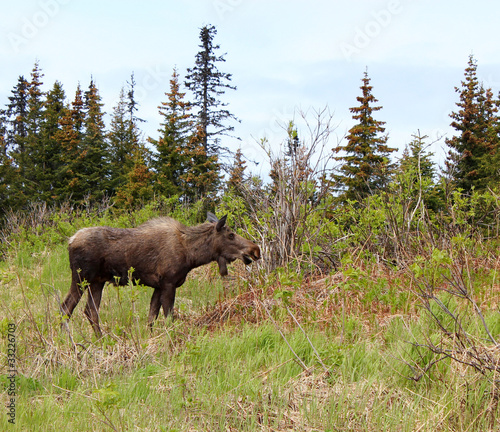 Moose in the spruce © mscornelius