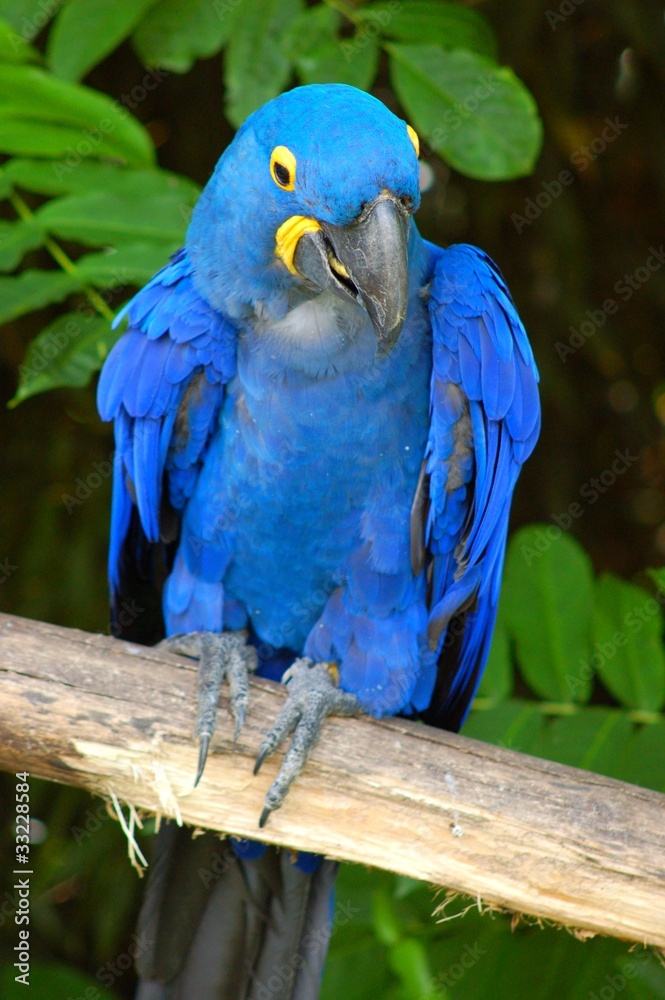 Obraz premium oiseau