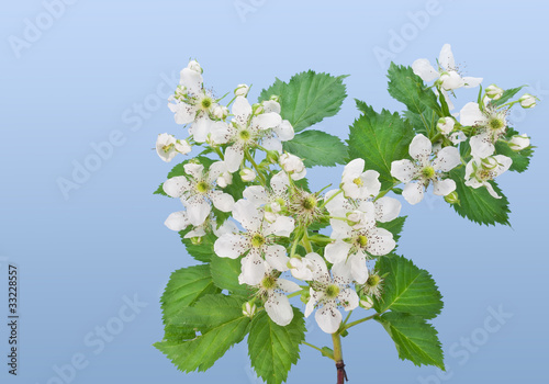 Obraz na płótnie Flowers of a garden blackberry
