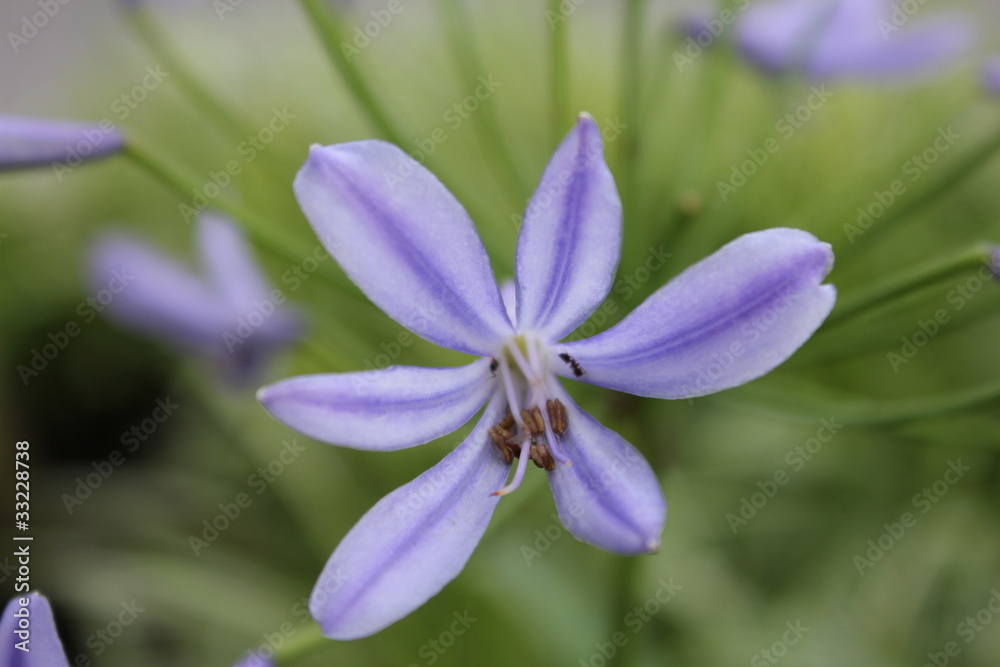 アガバンサスの花 アガバンサスの花