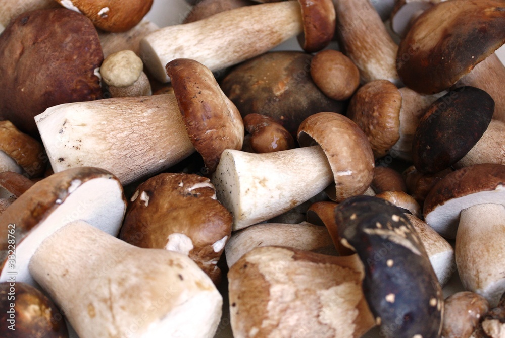 Fototapeta premium boletus