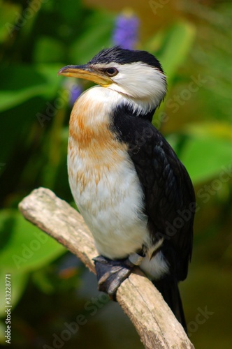 oiseau photo