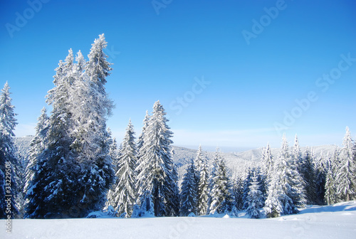 snowy mountain forest