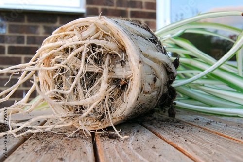 Pot bound plant root system close up