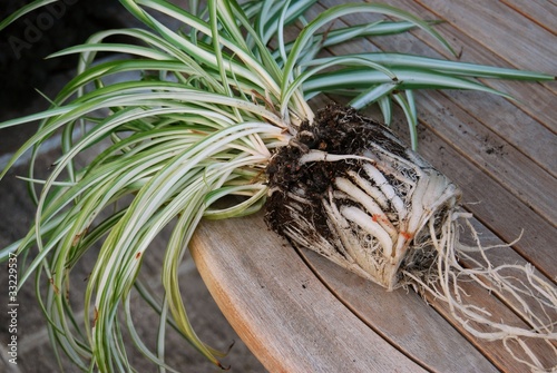 Pot bound spider plant on table for re potting with roots