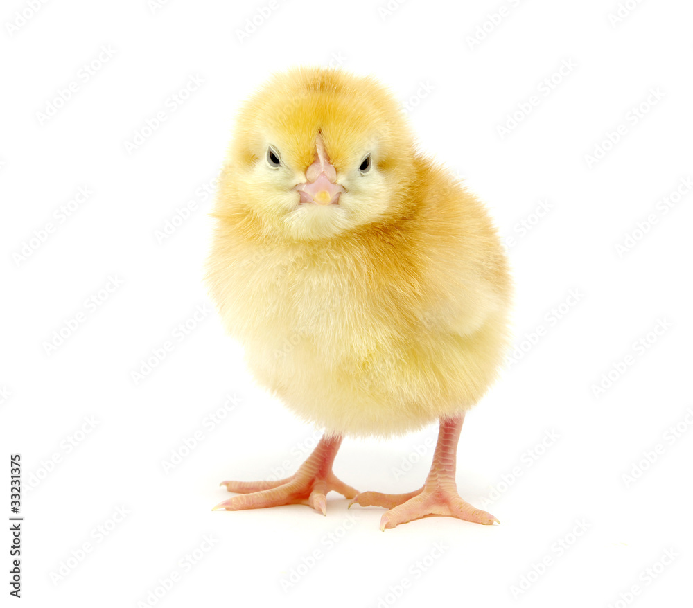chicken chicken