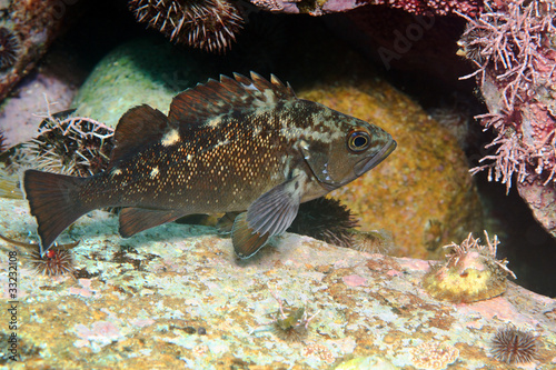white-edged rockfish under water in sea of japan Russia