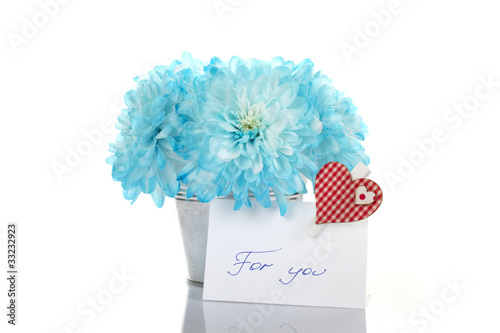 Blue chrysanthemums in a pail