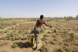 africa, mali, donna contadina