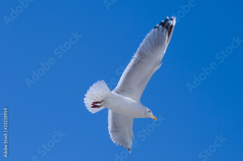 sea gull in the sky