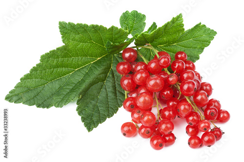 fresh red currant isolated