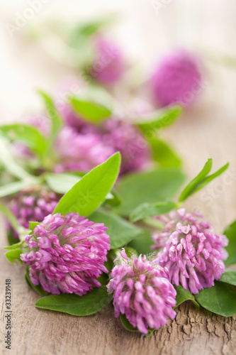 pink clover flower