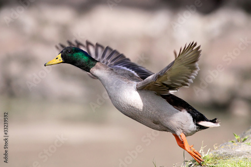 Wild duck male takeoff