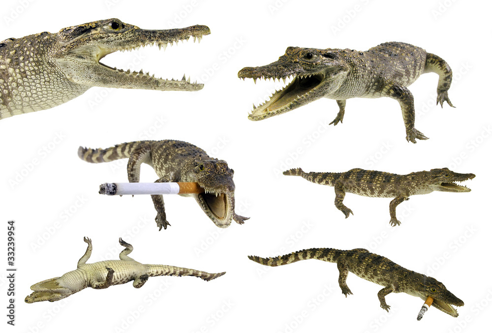 Fototapeta premium Stuffed isolated crocodile