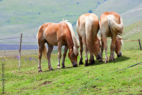 Cavalli al pascolo. Horses eating photo