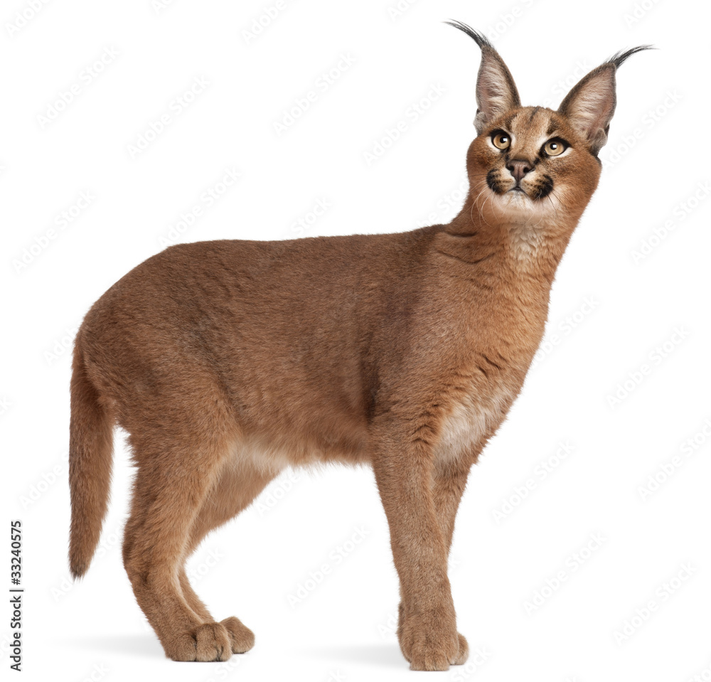 Fototapeta premium Caracal, Caracal caracal, 6 months old
