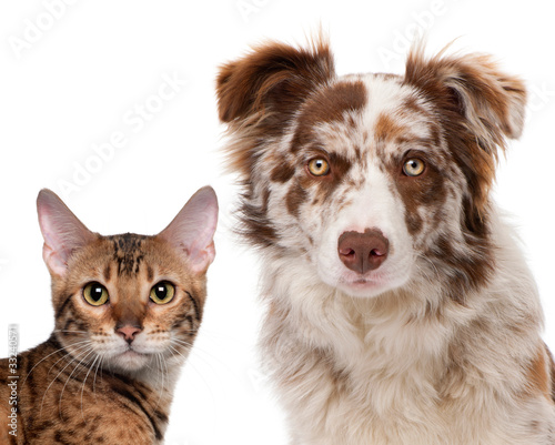 Fototapeta Naklejka Na Ścianę i Meble -  Red Merle Border Collie, 6 months old and a Bengal cat