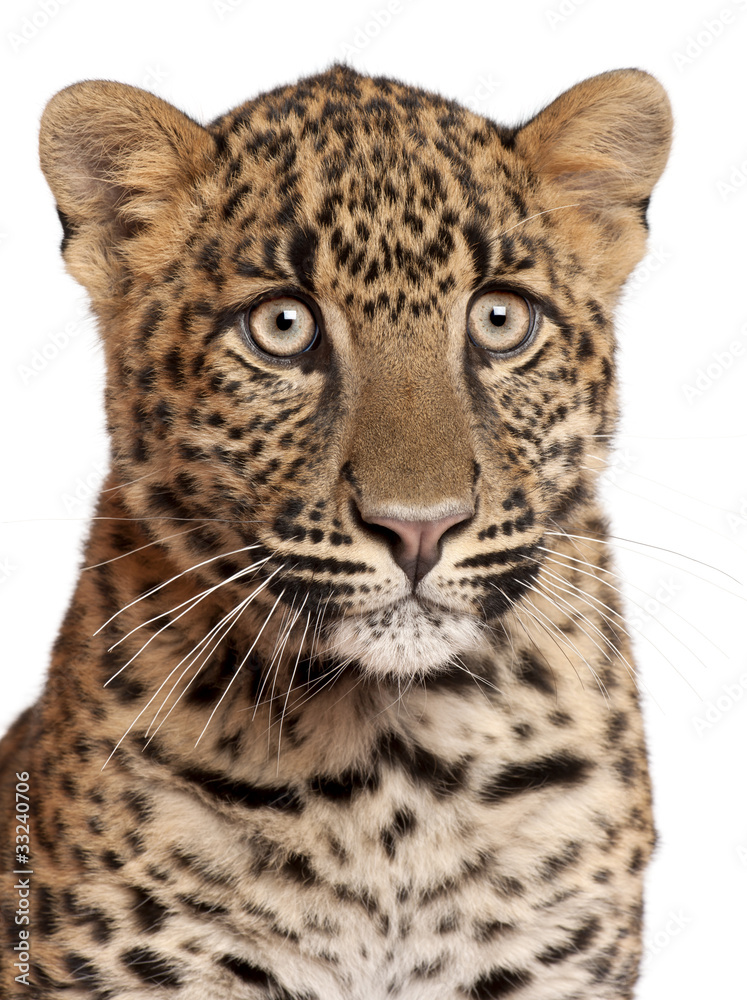 Close-up of Leopard, Panthera pardus, 6 months old Close-up of Leopard, Panthera pardus, 6 months old