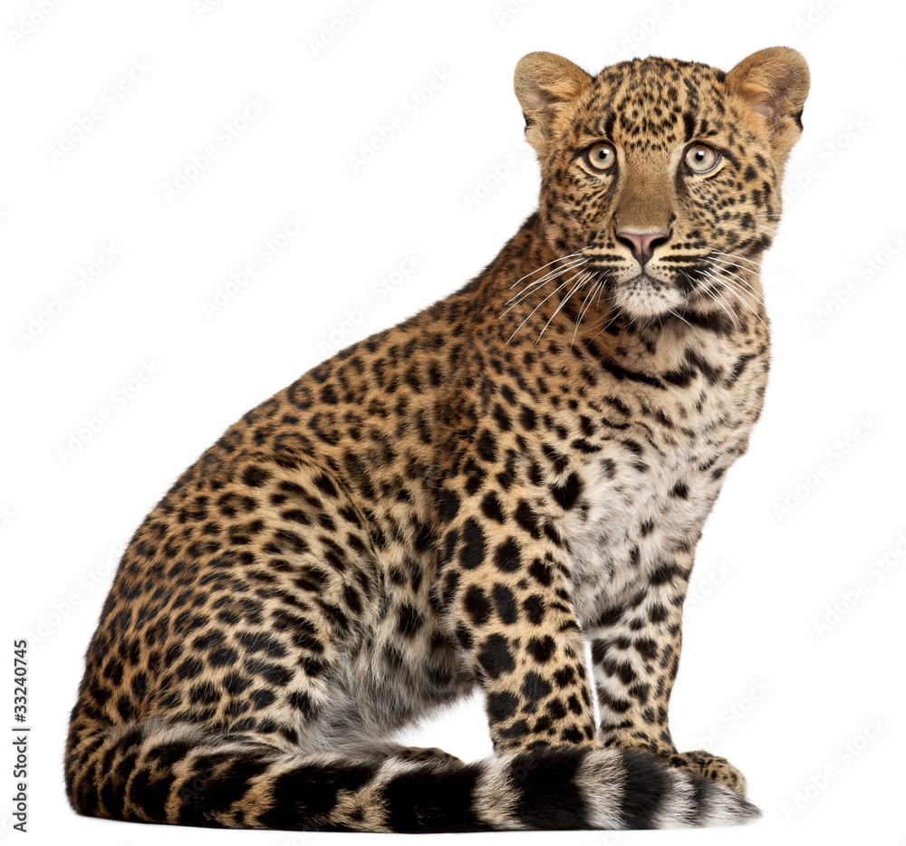 Leopard, Panthera pardus, 6 months old Leopard, Panthera pardus, 6 months old