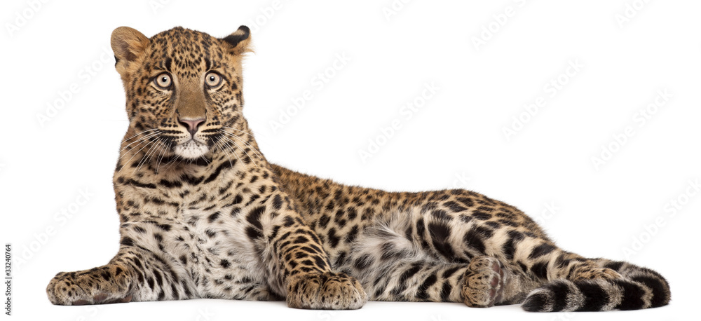 Obraz premium Leopard, Panthera pardus, 6 miesięcy,