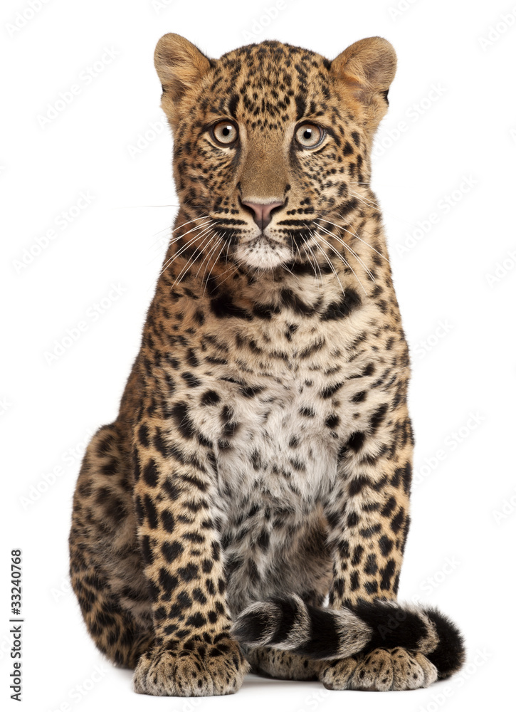 Fototapeta premium Leopard, Panthera pardus, 6 months old