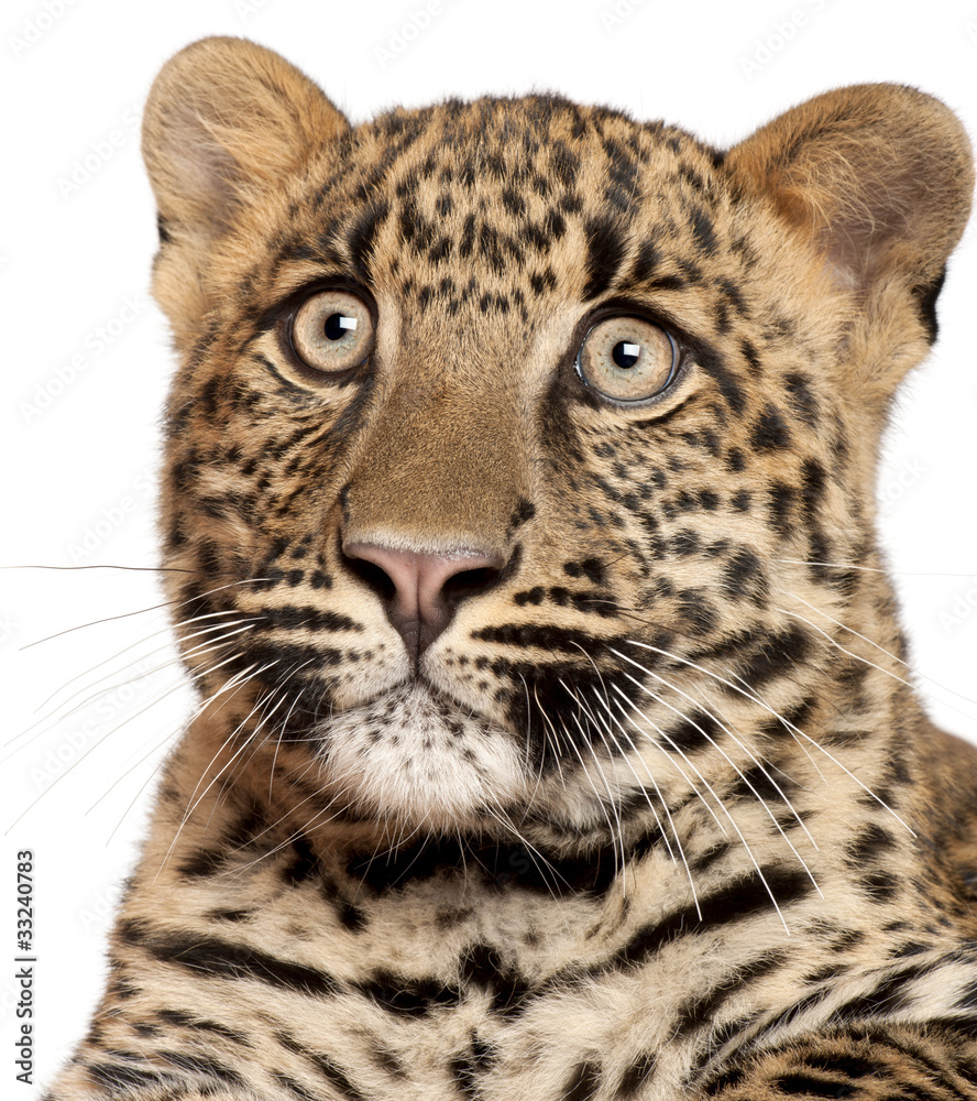 Obraz premium Close-up of Leopard, Panthera pardus, 6 months old