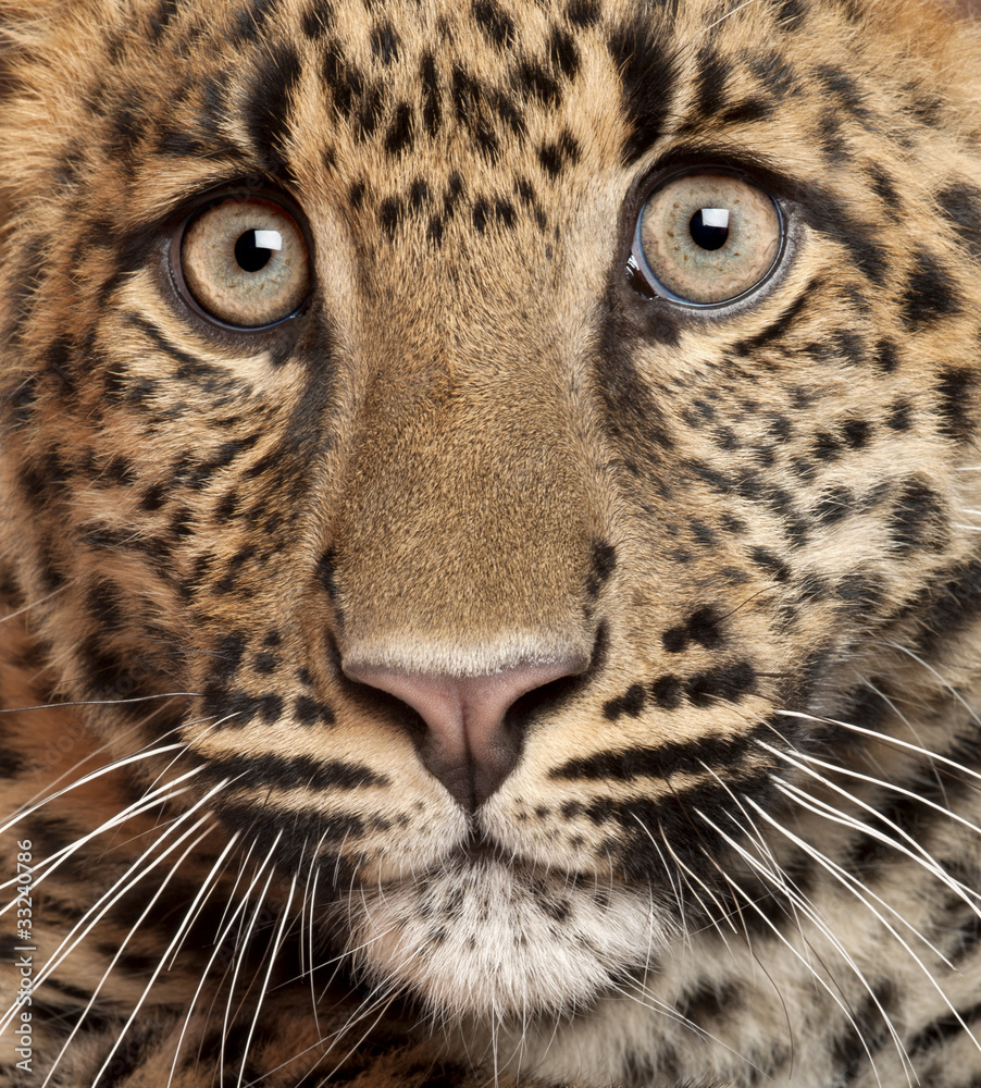 Close-up of Leopard, Panthera pardus, 6 months old