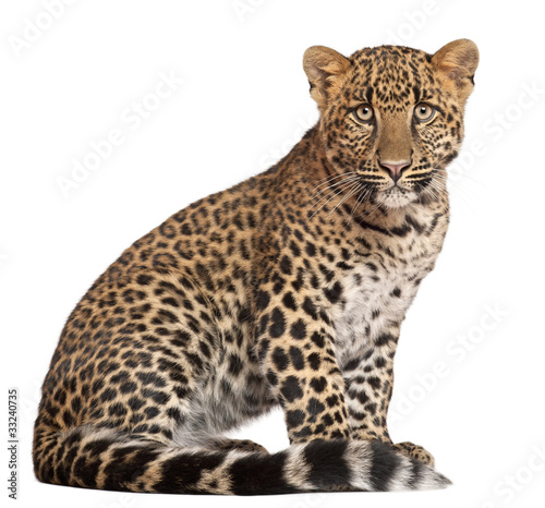 Leopard, Panthera pardus, 6 months old