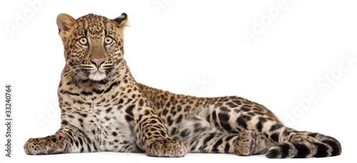 Leopard, Panthera pardus, 6 months old,