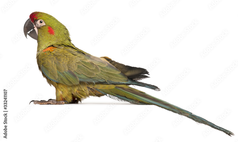 Fototapeta premium Red-fronted Macaw, Ara rubrogenys, 6 months old