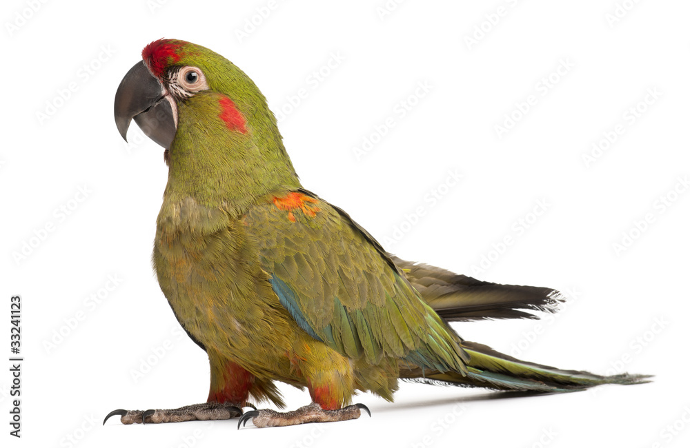 Red-fronted Macaw, Ara rubrogenys, 6 months old