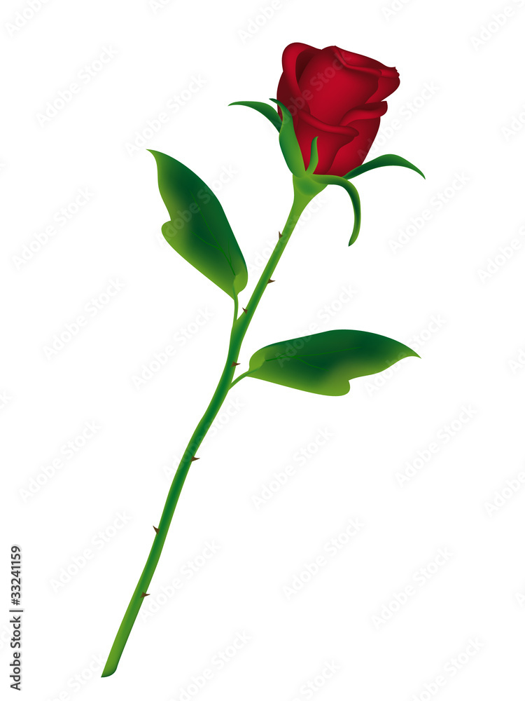 rote Rose rote Rose