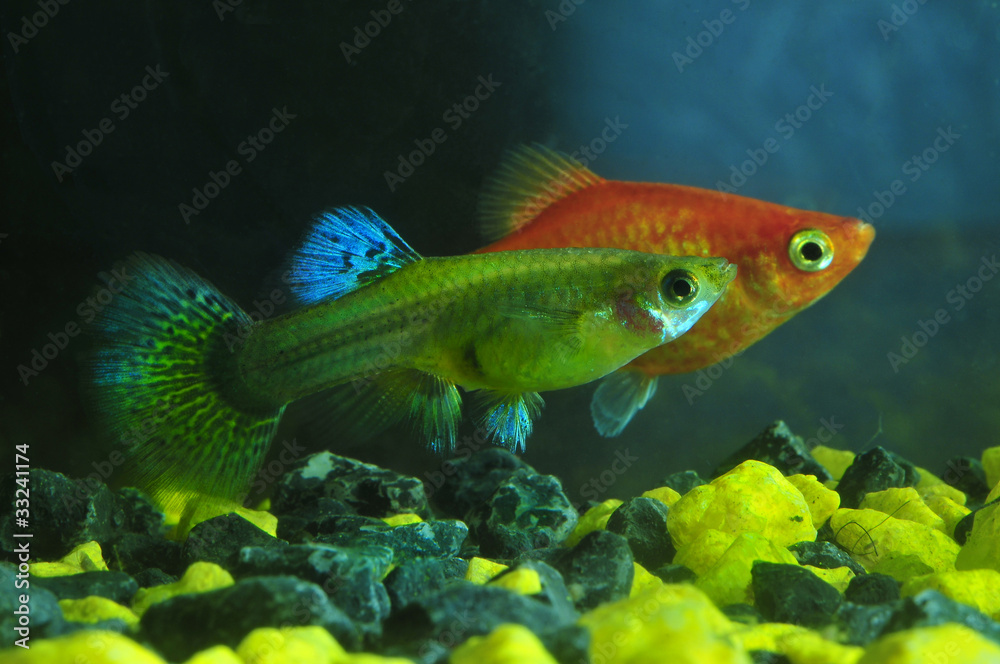 Female Guppies  and  Petsiliya. Aquarium fish.