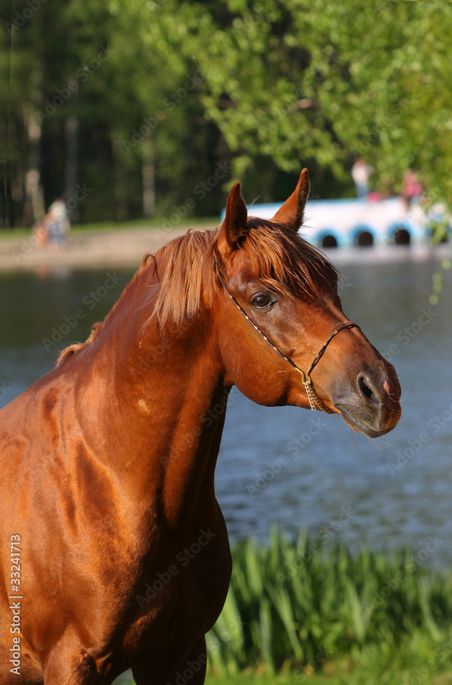 Fototapeta premium arab horse