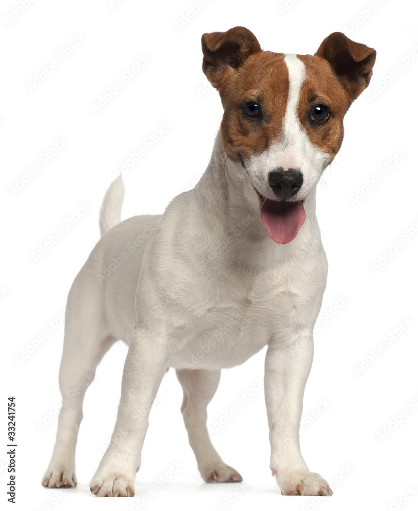 Jack Russell Terrier puppy, 6 months old, standing